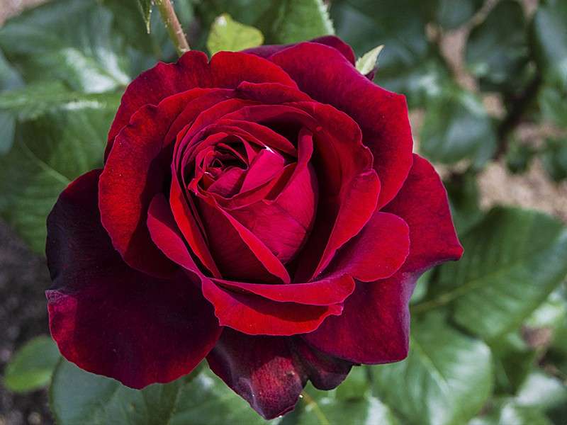 многоцветковая роза пазл онлайн