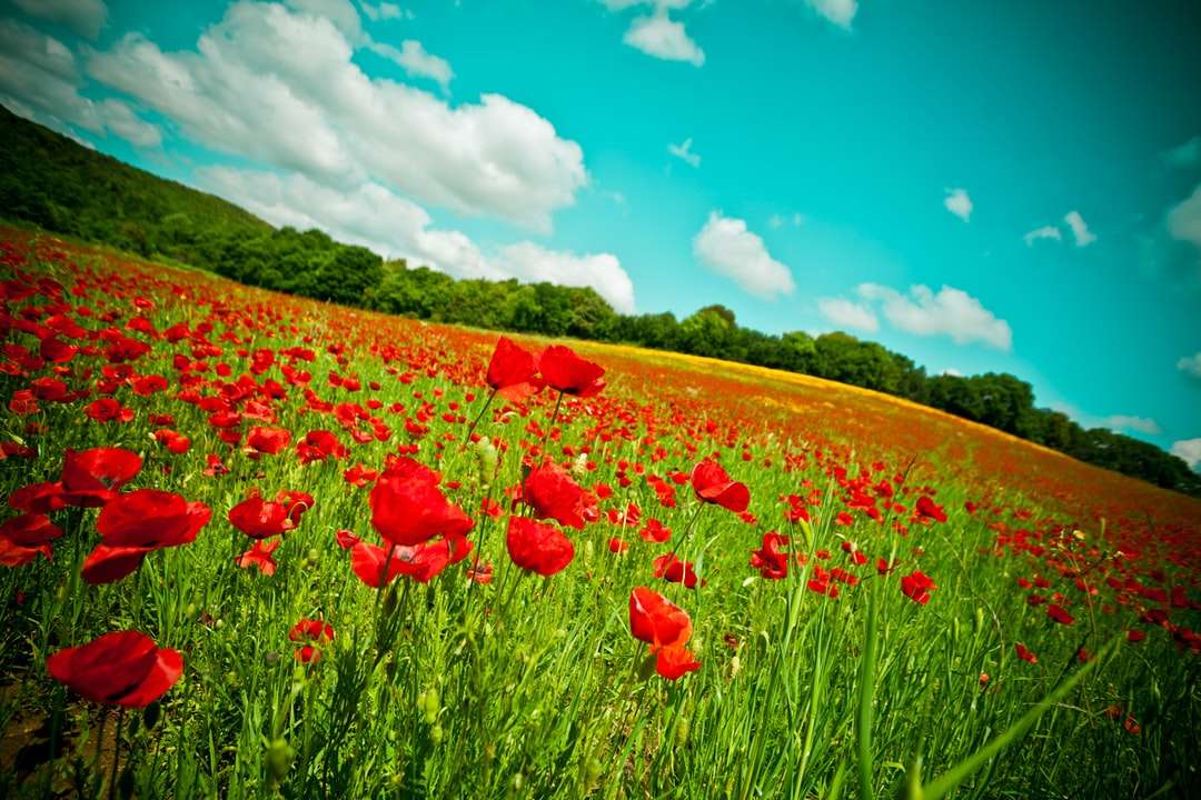 Campo de flor roja bajo el cielo azul durante el día rompecabezas en línea