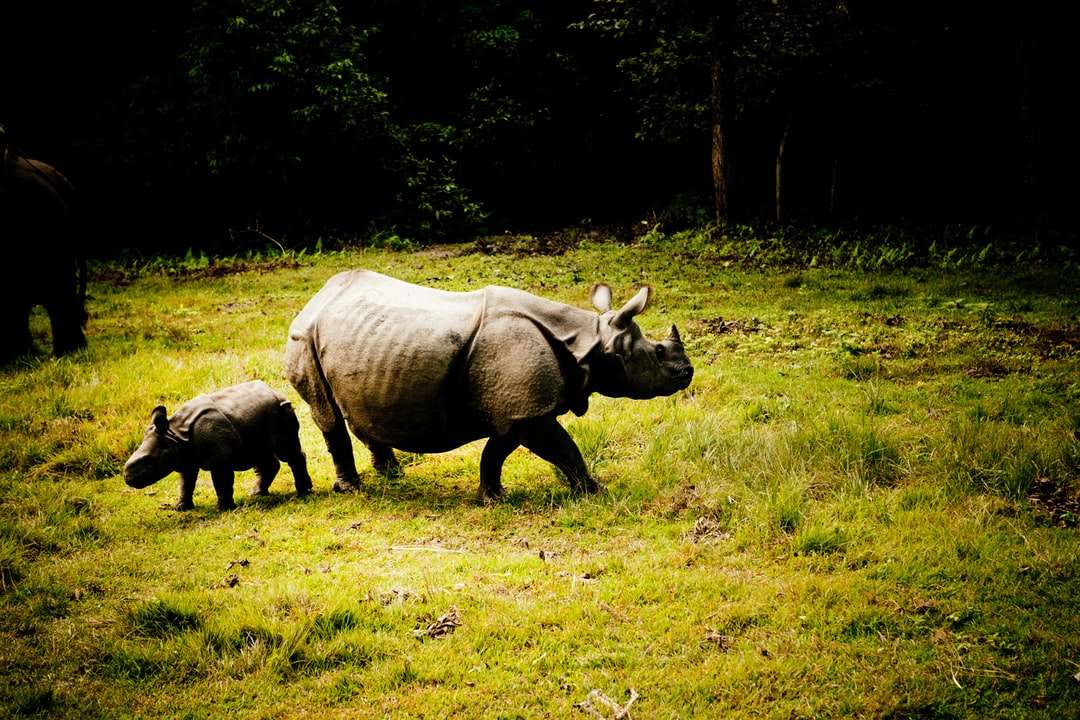 hnědé nosorožce na zelené trávě pole během dne skládačky online