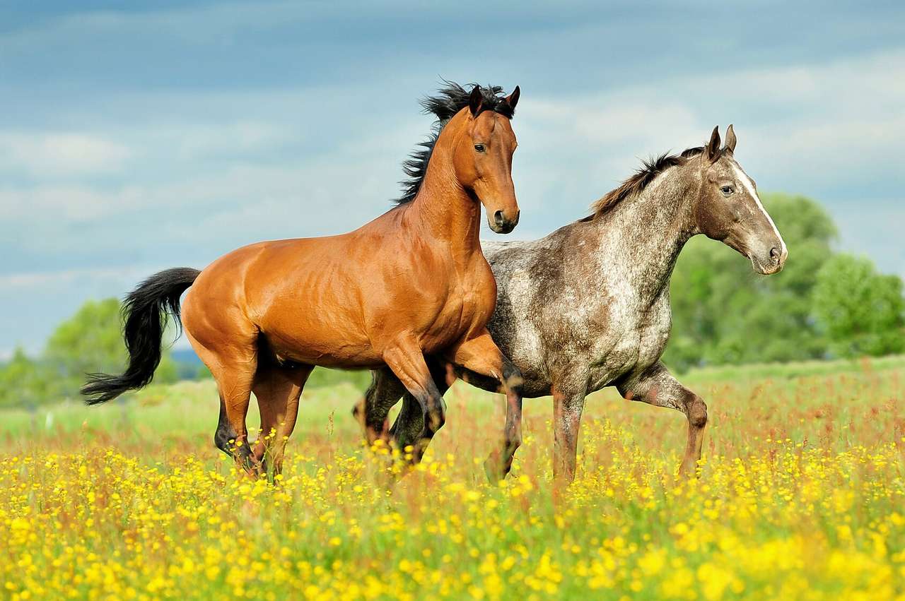 Άλογα στο λιβάδι online παζλ