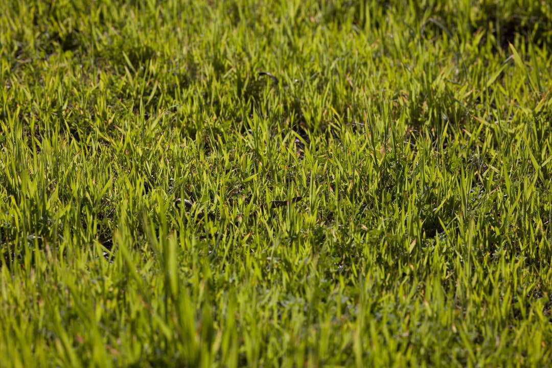 зелена трава поля в денний час пазл онлайн