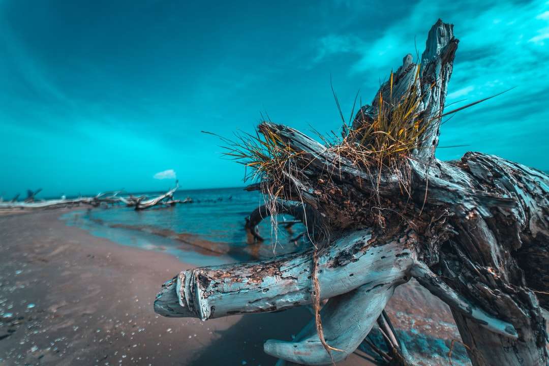 Bílá a hnědá větev stromu na pláži Shore pod modrou oblohou skládačky online