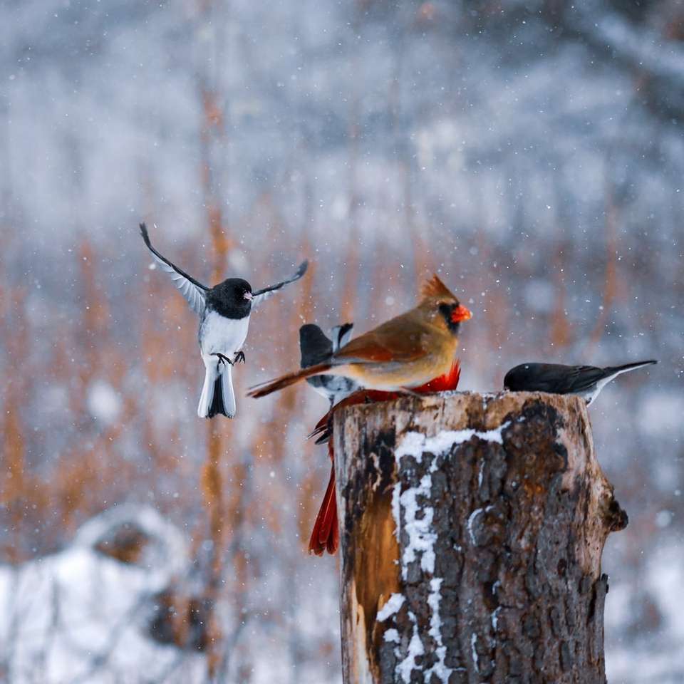 Brauner und schwarzer Vogel auf brauner Baumast während der Tageszeit Puzzlespiel online