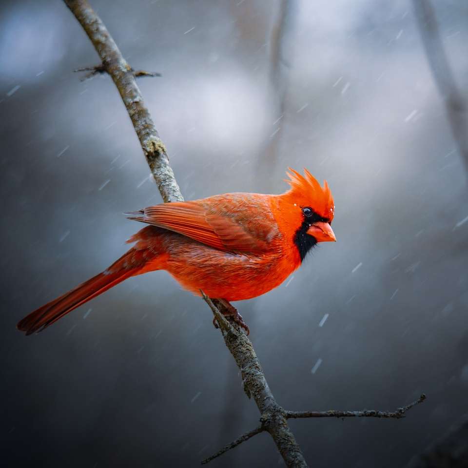 оранжевая птица на коричневой ветке дерева пазл онлайн