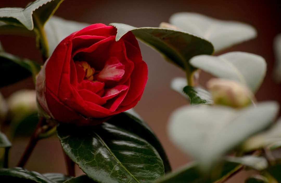 röd ros i blom under dagtid pussel på nätet