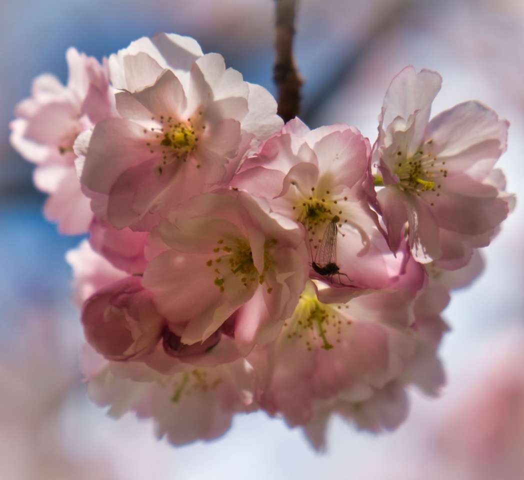 Růžový a bílý třešňový květ v detailní fotografie skládačky online
