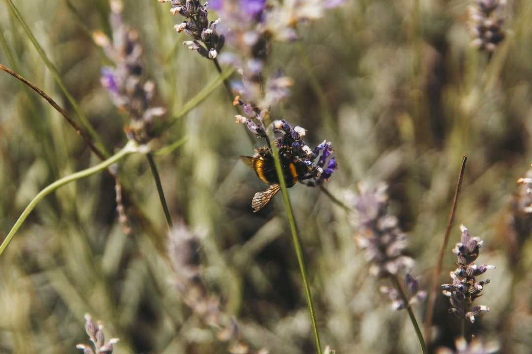 Fekete és sárga méh a lila virágon online puzzle