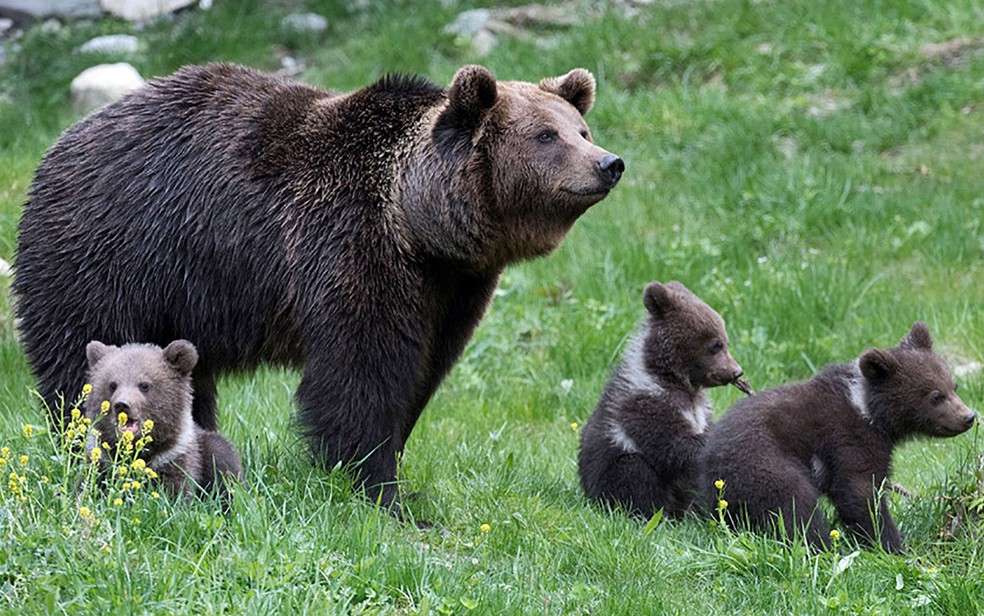 Αμερικανός Prda Bear παζλ online