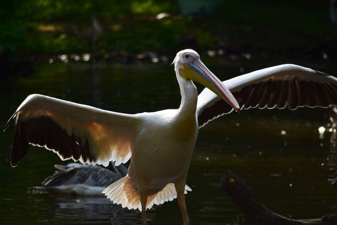 Bílý pelikán na vodě během dne skládačky online