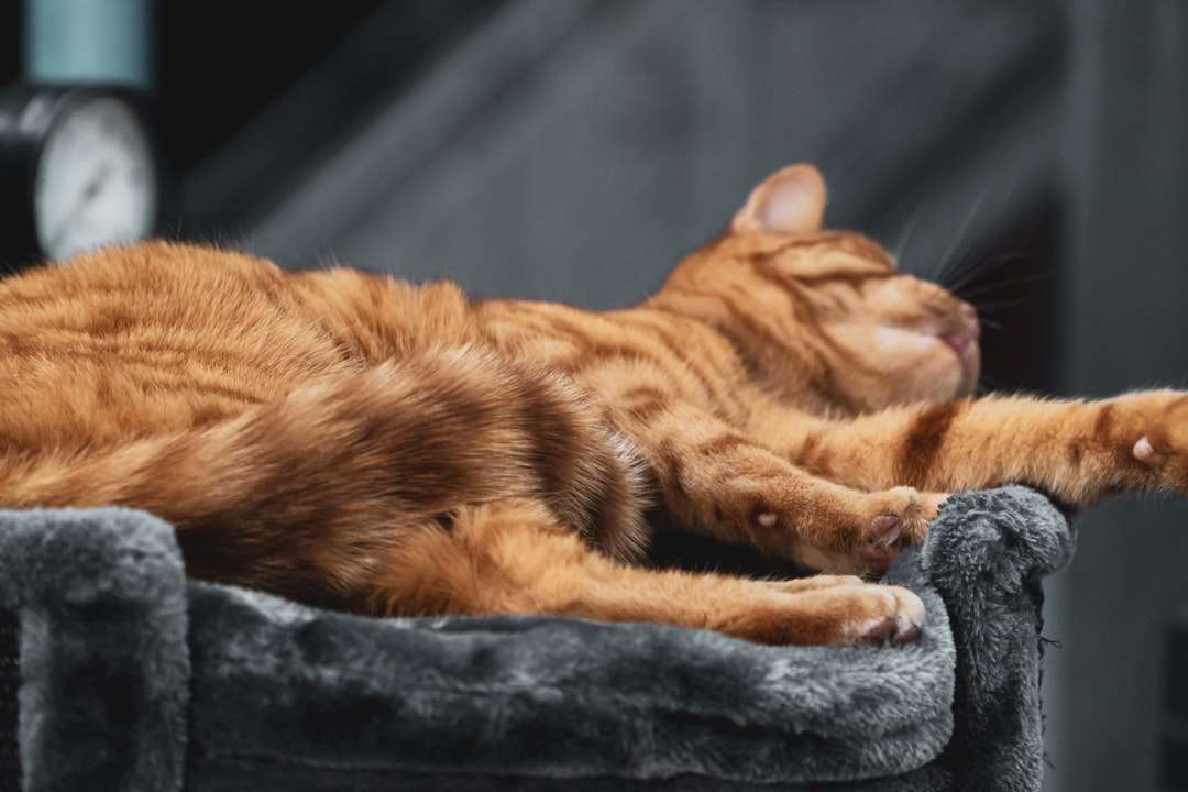 Gato de gato malhado laranja deitado na têxteis preta quebra-cabeças online