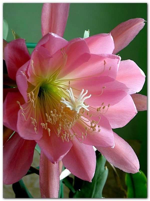 nádherná květina skládačky online