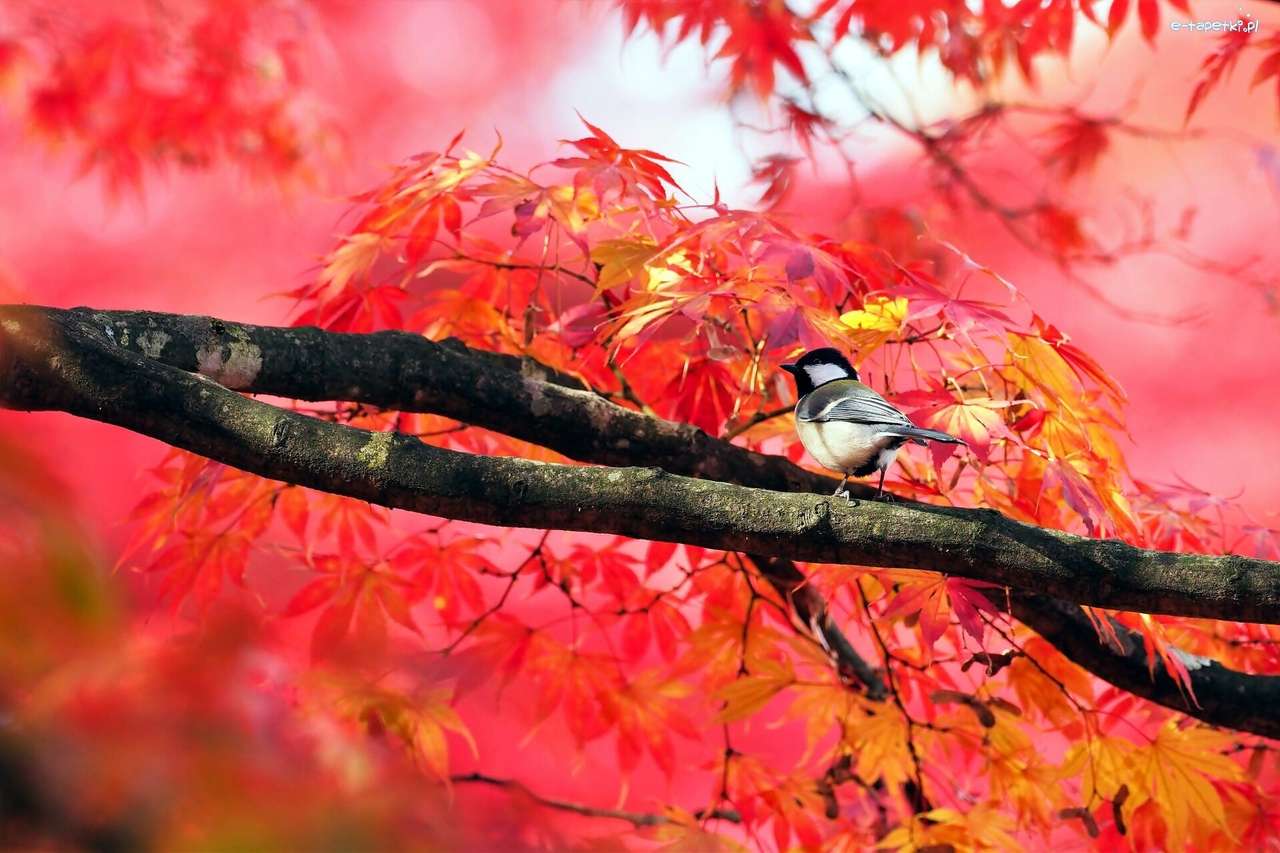 Pták na javorové větev skládačky online