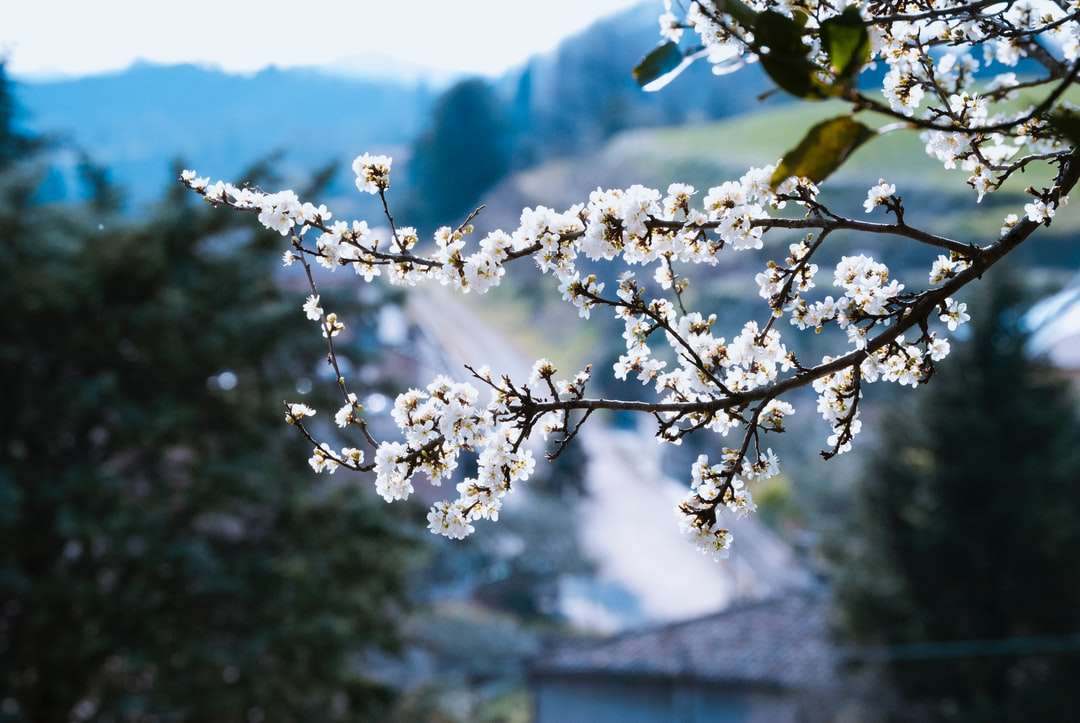 Fehér virágok a zöld levelek napközben kirakós online