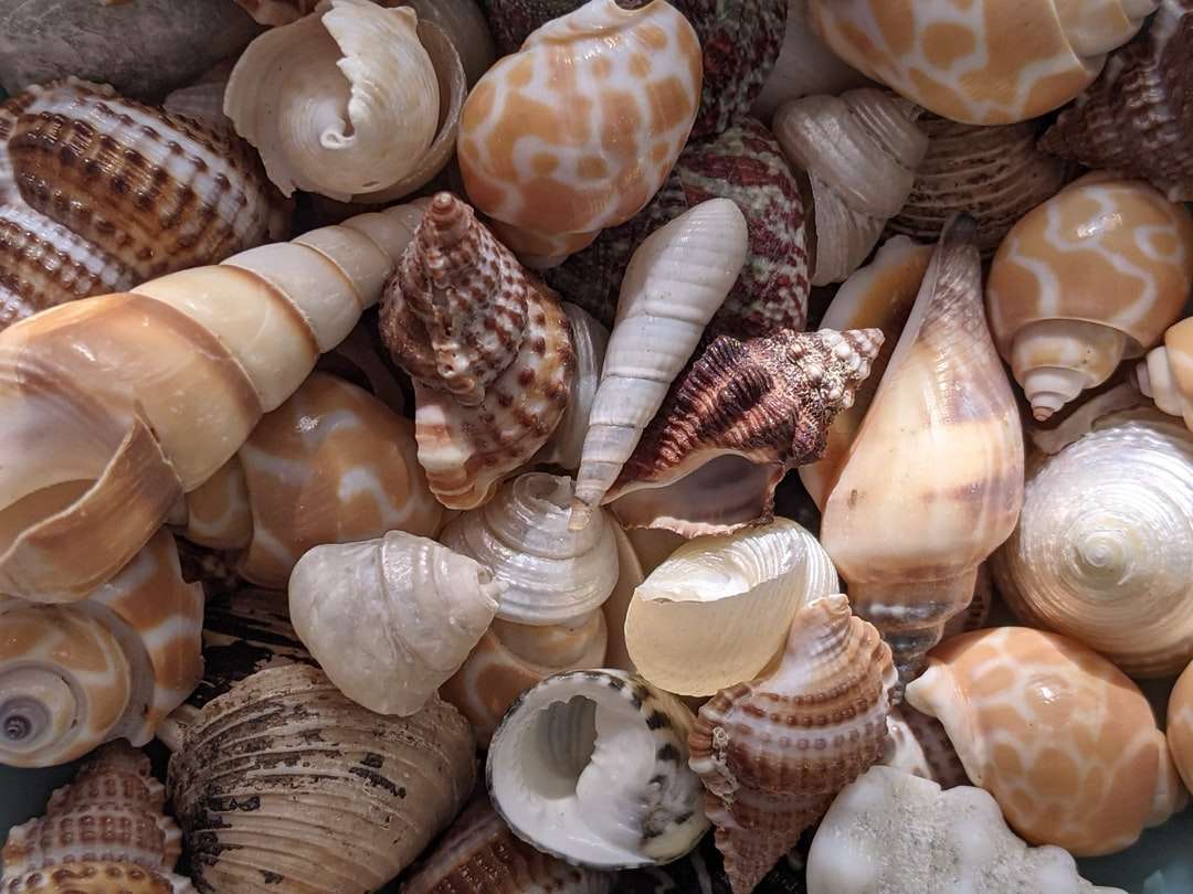 Brown and White Seashell Lot puzzle en ligne