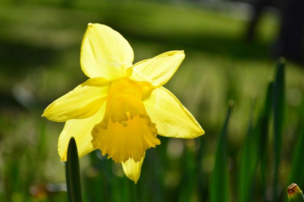 Narcissa - Frühlingsblumen Online-Puzzle
