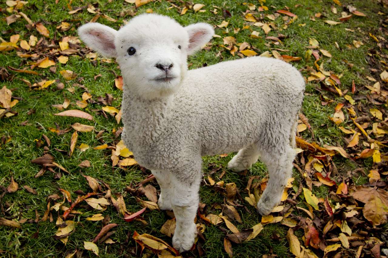 Pasquale Symbol Lamb. skládačky online