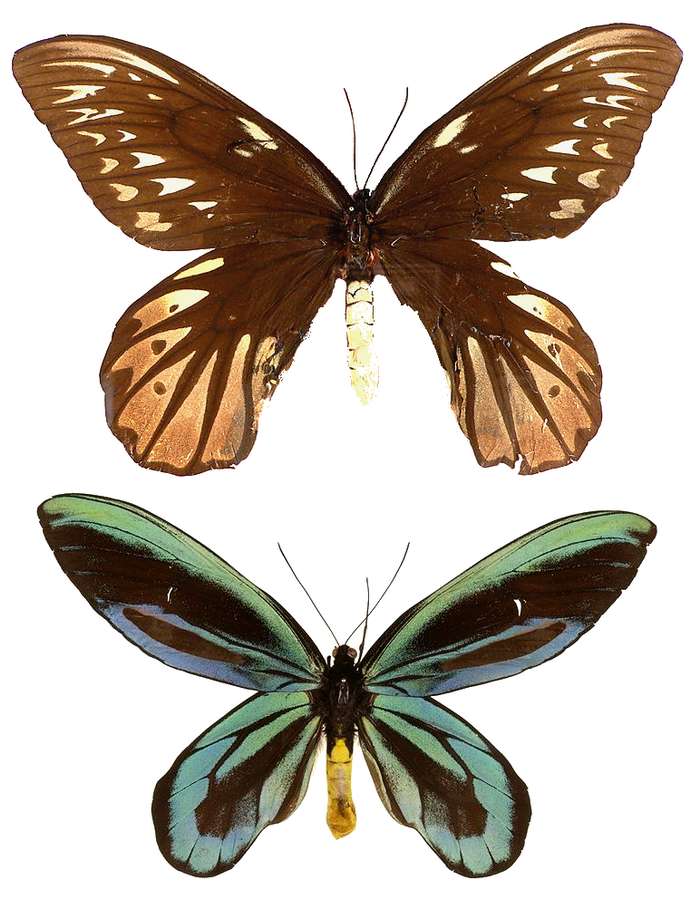 Ornitopter alexandrae Pussel online