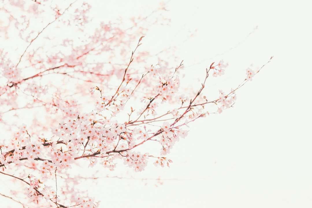 rosa körsbärsblomsträd under dagtid pussel på nätet