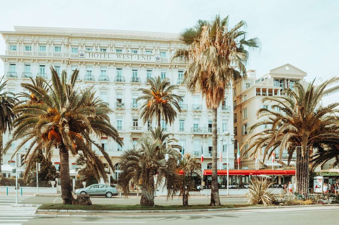 palmieri lângă clădirea din beton alb în timpul zilei puzzle online
