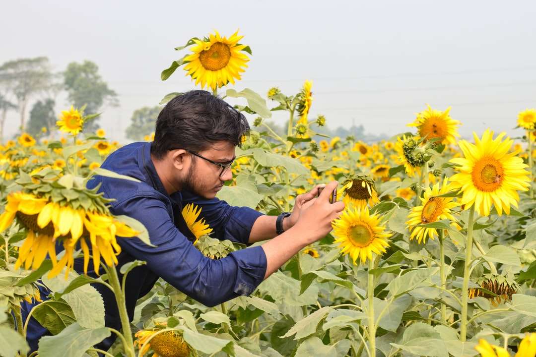 Mann im blauen Hoodie, der Sonnenblume tagsüber hält Puzzlespiel online