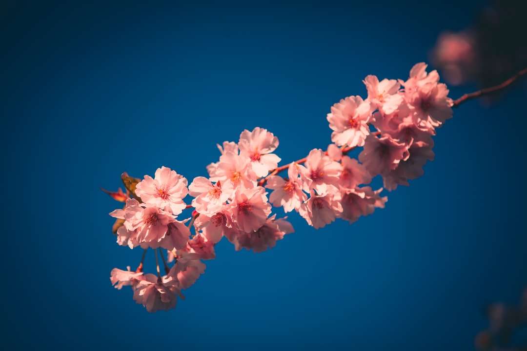 Rosa Kirschblüte in der Nähe von oben Puzzlespiel online