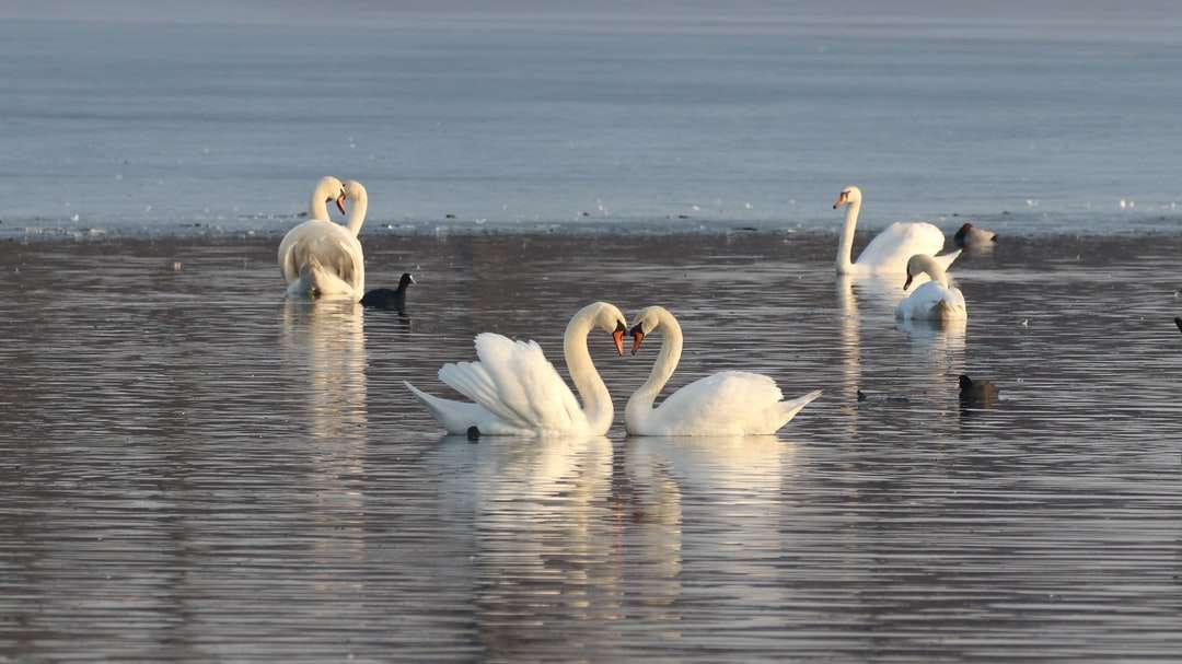 бели лебеди на вода през деня онлайн пъзел