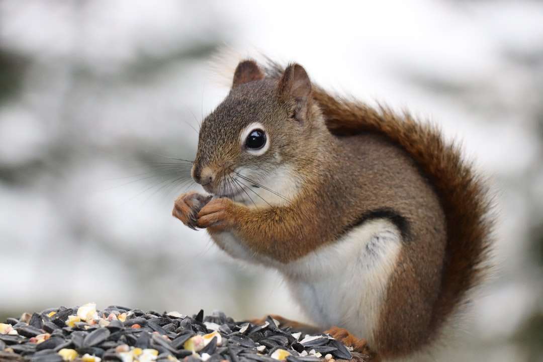 Braunes und weißes Eichhörnchen auf Schnee bedeckte Boden Online-Puzzle