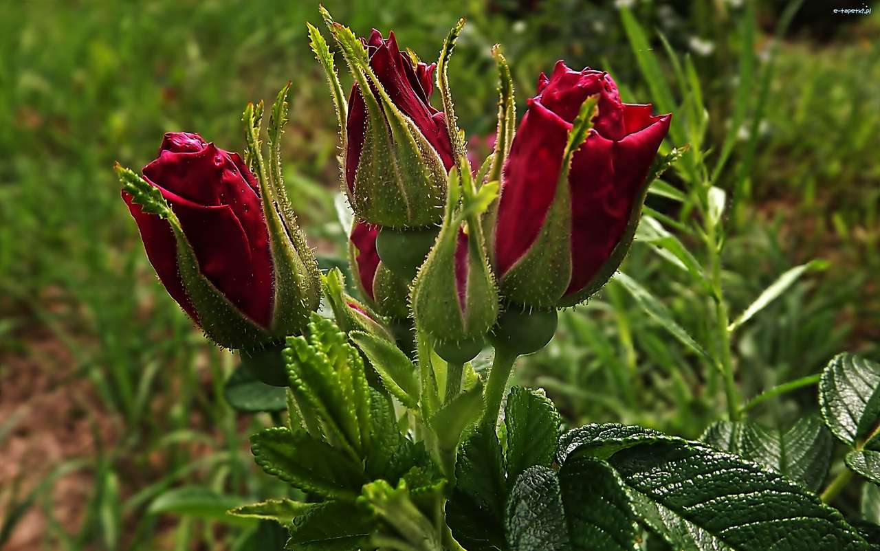 Roșu gogoși de trandafiri puzzle online