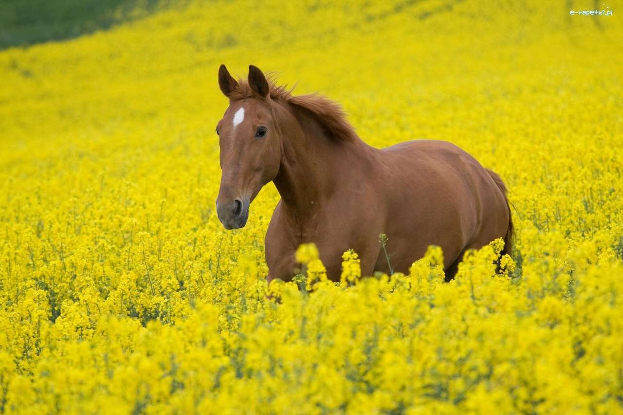 Ein Pferd auf einem Rapsfeld Online-Puzzle