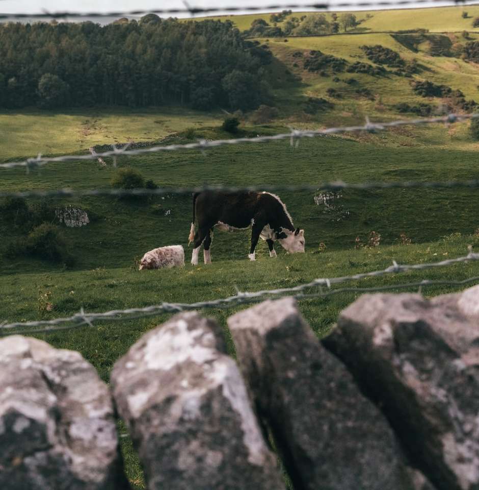 Vaca en blanco y negro en el campo de hierba verde durante el día rompecabezas en línea