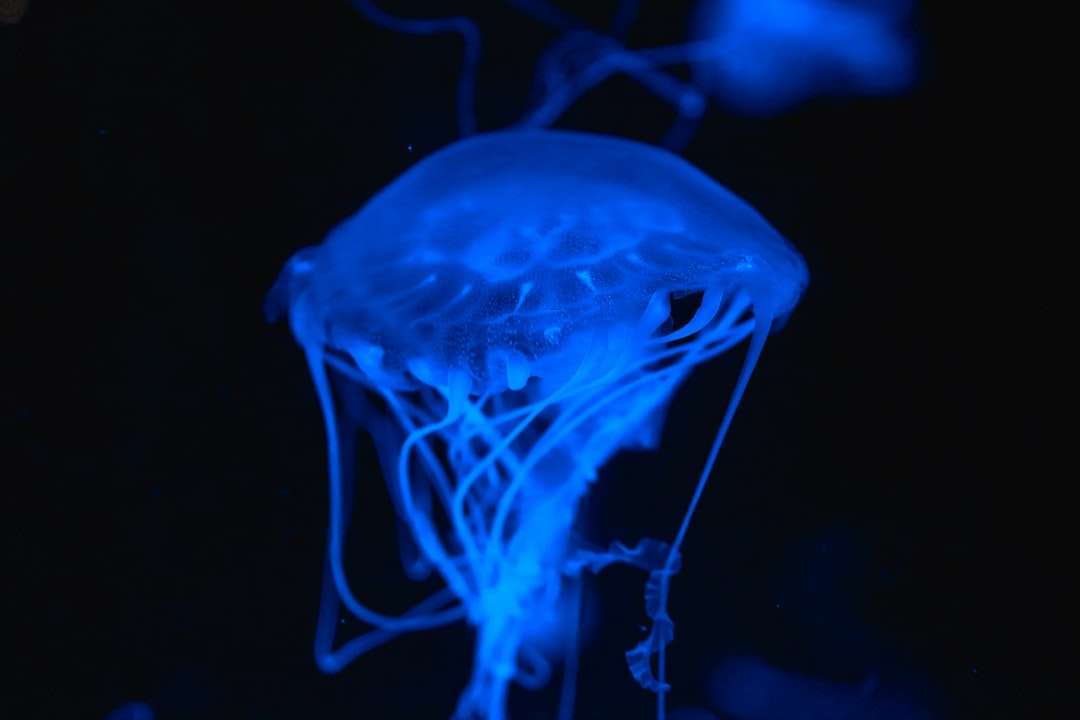сини медузи в затворена фотография онлайн пъзел