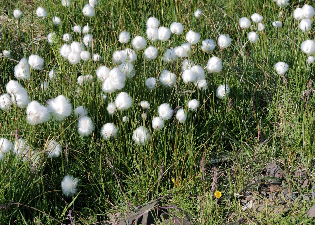 Λευκά λουλούδια ανάμεσα στο γρασίδι παζλ online