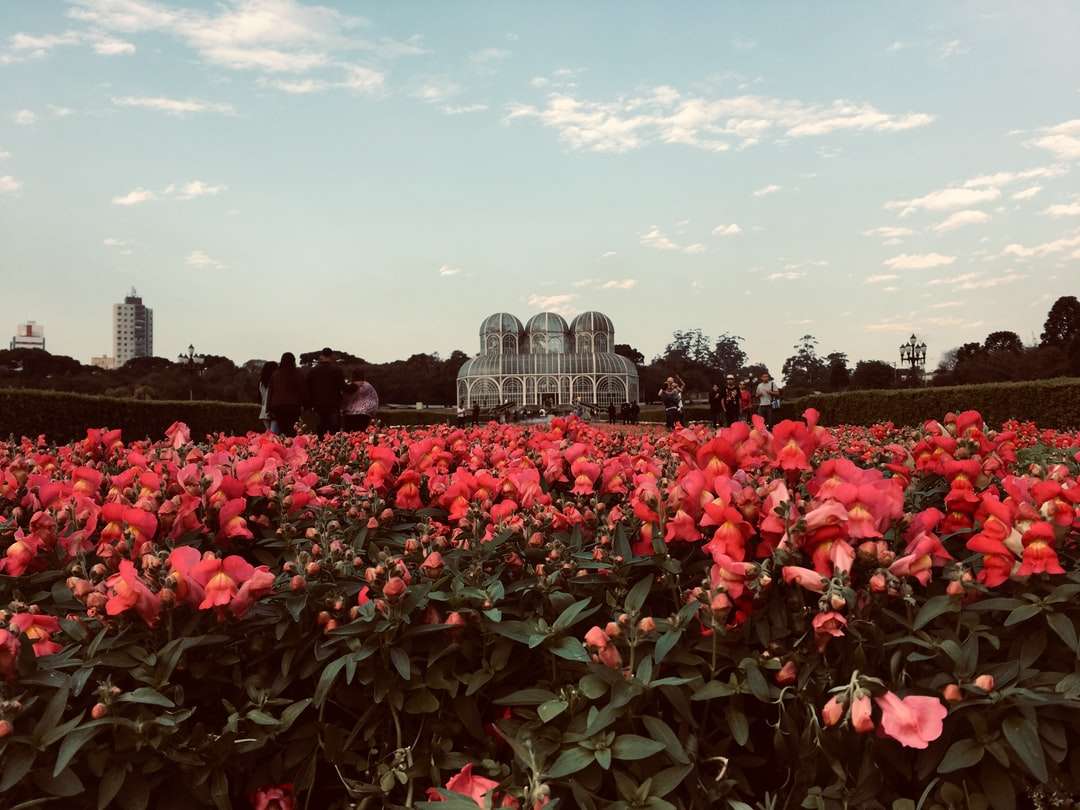 Rött blomfält nära stadsbyggnader under dagtid Pussel online