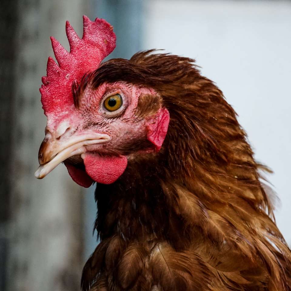 Καφέ και κόκκινο κεφάλι κοτόπουλου παζλ online