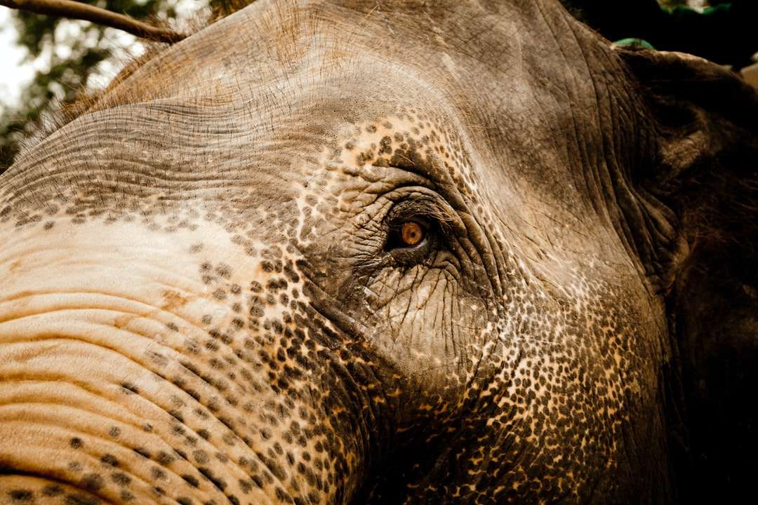 сив слон в затворена фотография онлайн пъзел