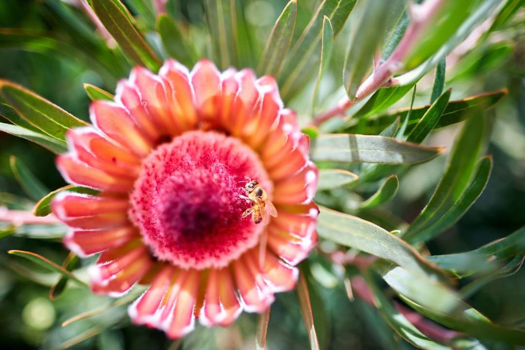 Flor amarela e vermelha em close-up fotografia puzzle online