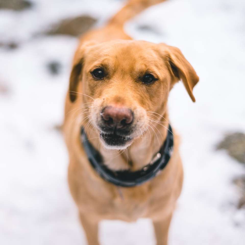 Perro recubierto corto marrón en suelo cubierto de nieve durante el día rompecabezas en línea