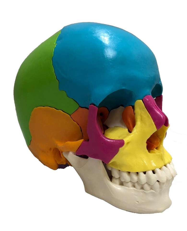 Vue latérale du crâne puzzle en ligne
