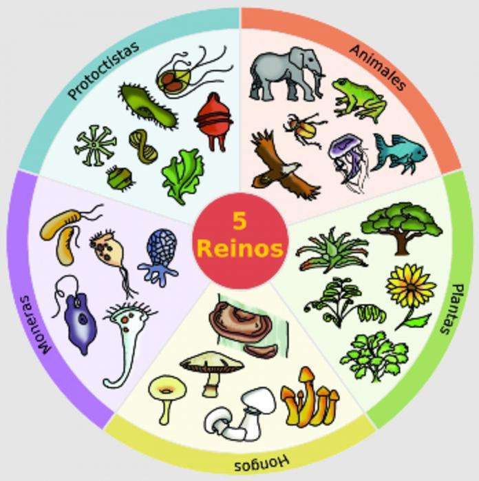CLASSIFICATION OF LIVING THINGS jigsaw puzzle