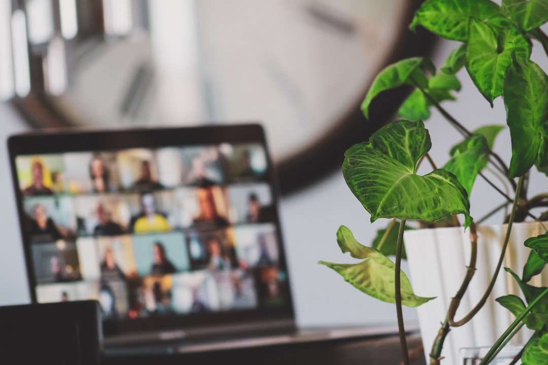 Черный телевизор с плоским экраном включен возле зеленого растения пазл онлайн