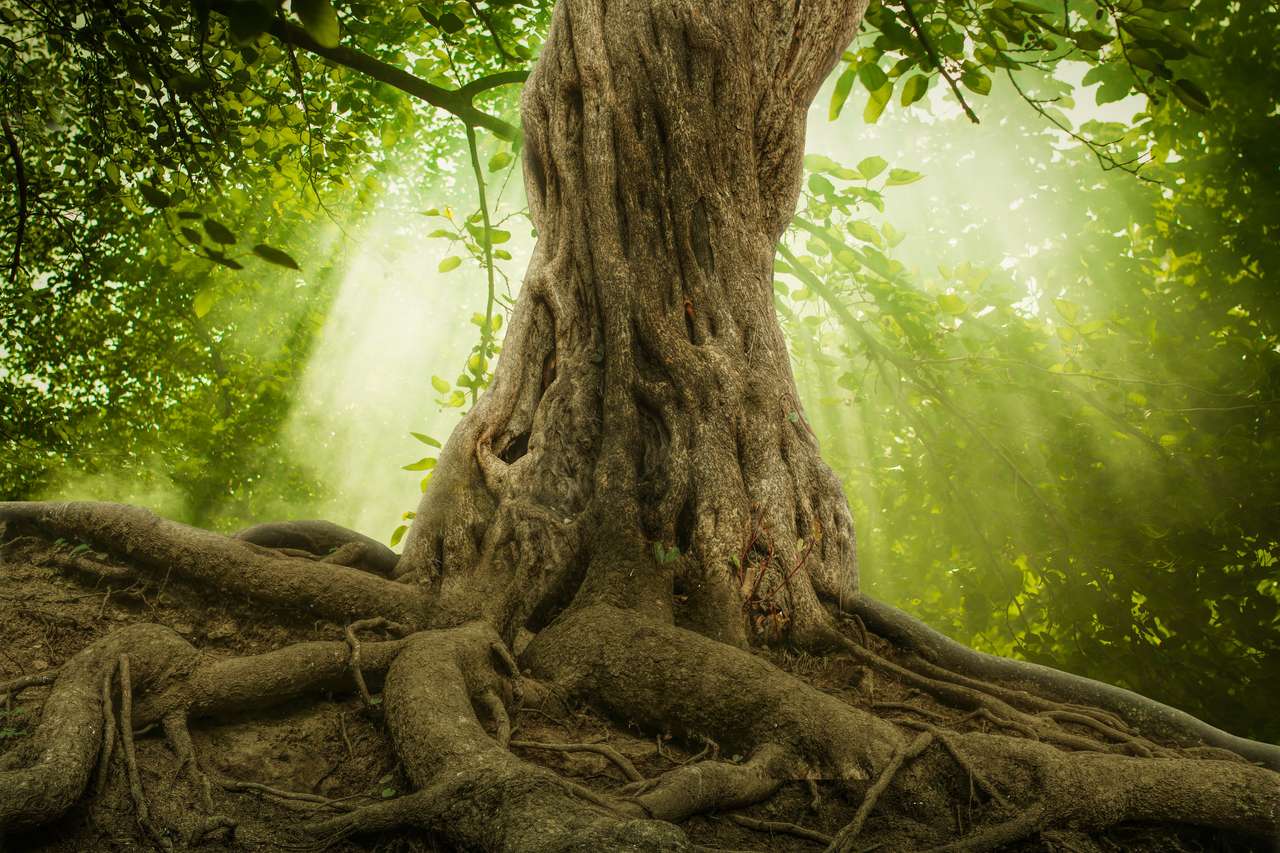 Velký strom online puzzle