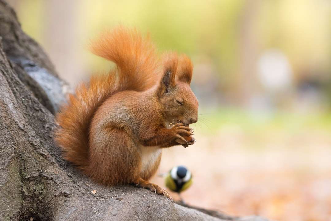 Bruine eekhoorn op bruine boomstam overdag online puzzel