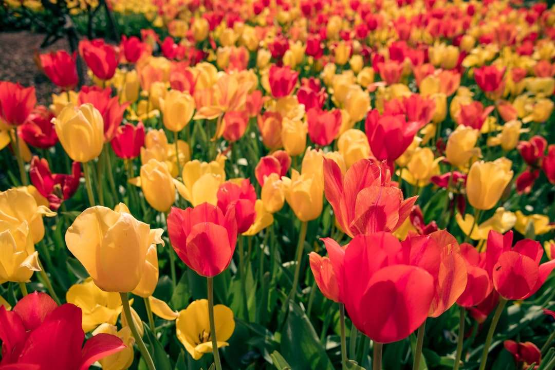 Tulips rouges et jaunes sur le terrain pendant la journée puzzle