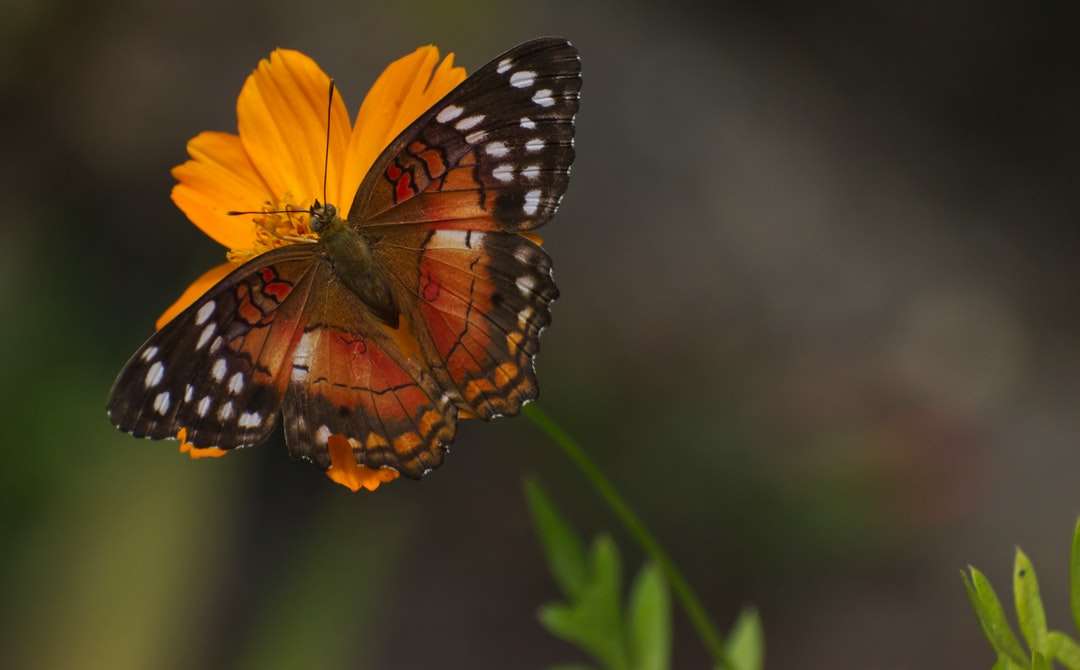 Коричневая и черная бабочка на желтом цветке онлайн-пазл