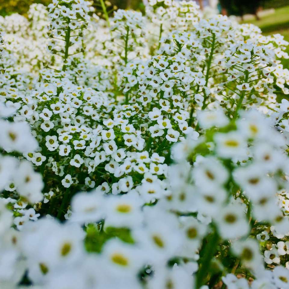 Weiße Blumen mit grünen Blättern Puzzlespiel online