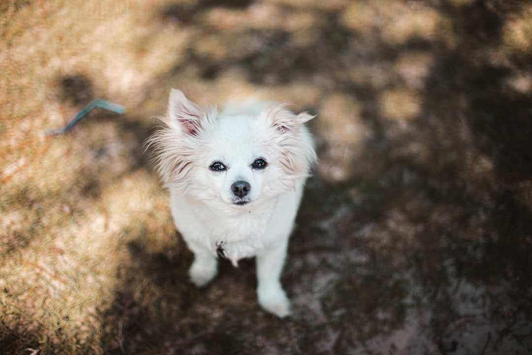 Бяло Pomeranian Puppy на кафява земя онлайн пъзел