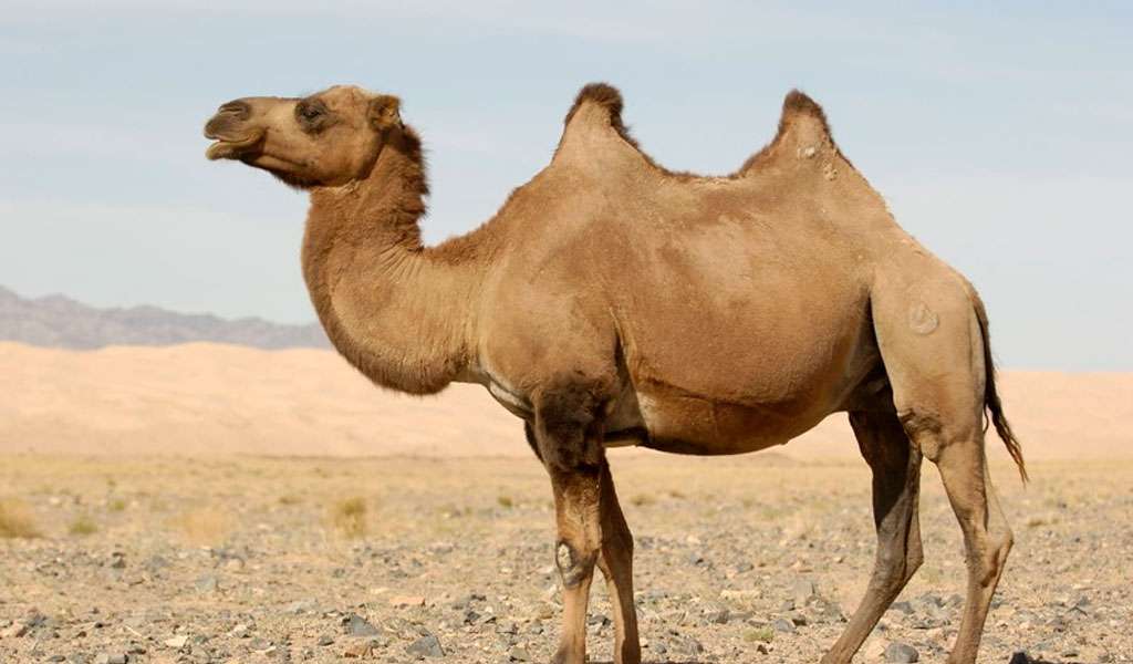 Верблюд - среда обитания в пустыне онлайн-пазл