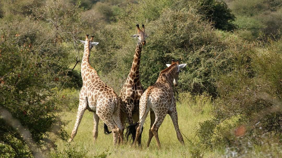 trei girafe pe câmpul de iarbă maro în timpul zilei puzzle online