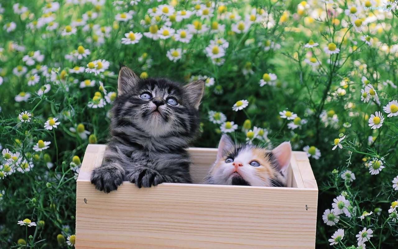 Pisicile de pe luncă puzzle online