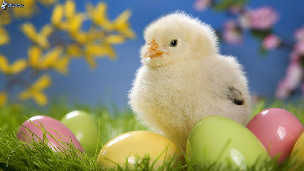 chick eggs Easter flowers online puzzle